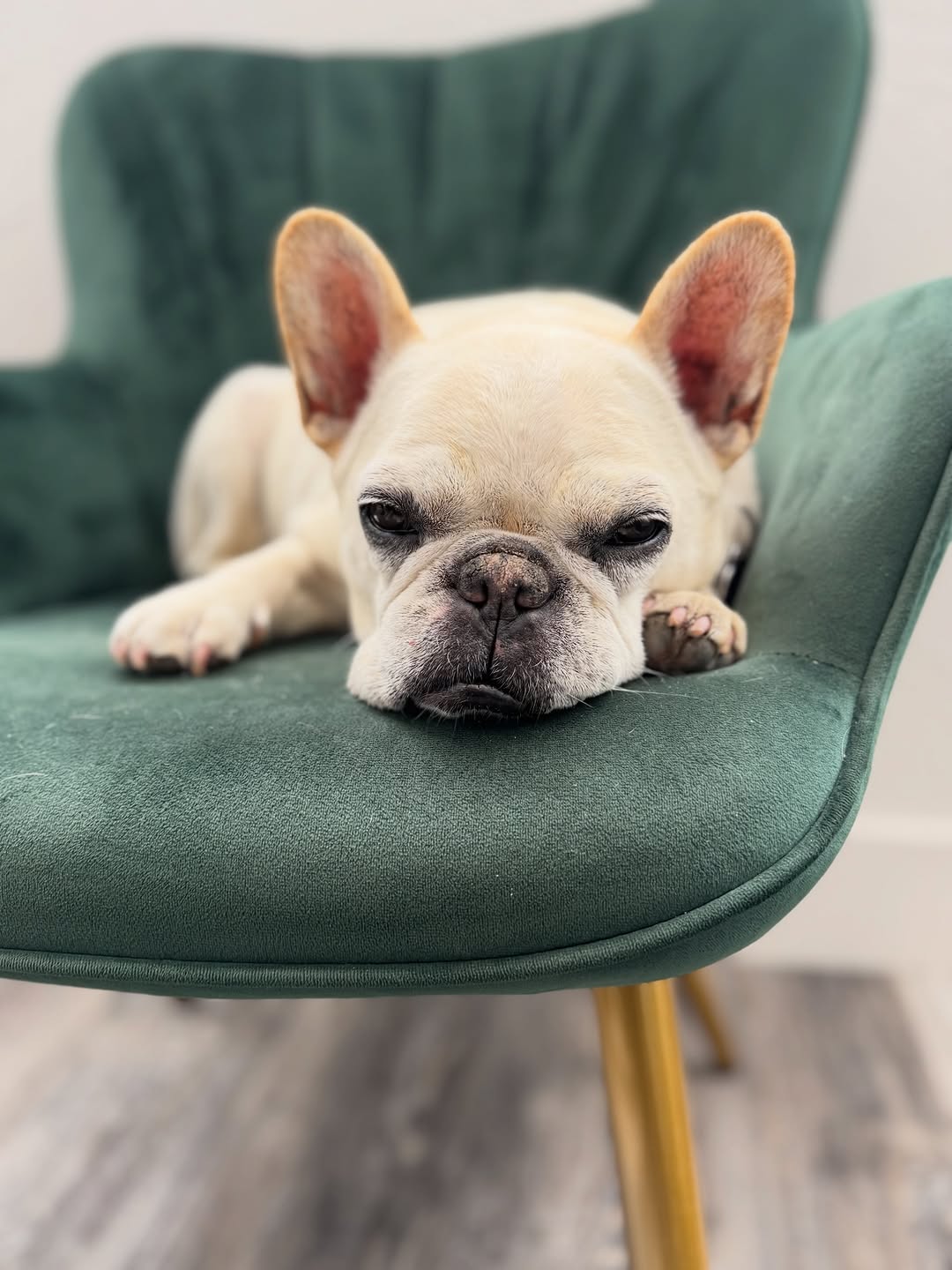 Bacon the French bulldog on a salon chair at Spruce Salon